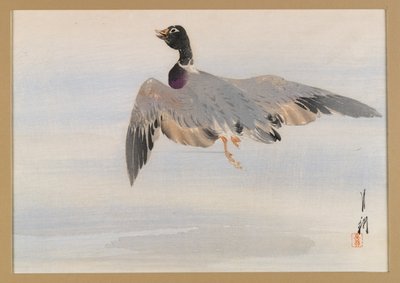 Eend die uit het water opkomt, albumpagina uit een vogel- en bloemenboek (Kacho) door Ogata Gekko